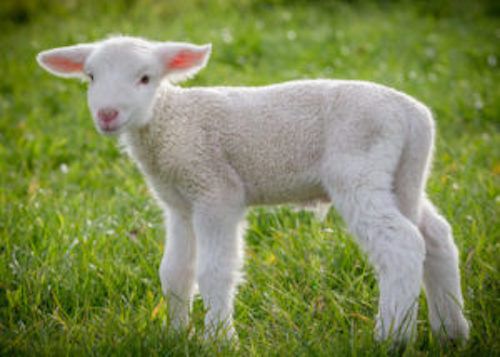 5 of the most surprising non-vegan ingredients found in cosmetics in Salt Lake City, UT 5 of the most surprising non-vegan ingredients found in cosmetics in Salt Lake City, UT